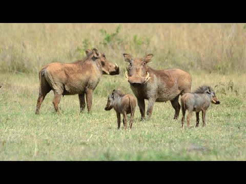 a group of warthogs