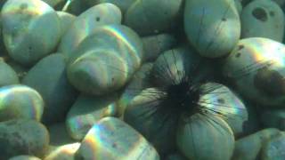 preview picture of video 'Sea Urchin at Mabua Beach'