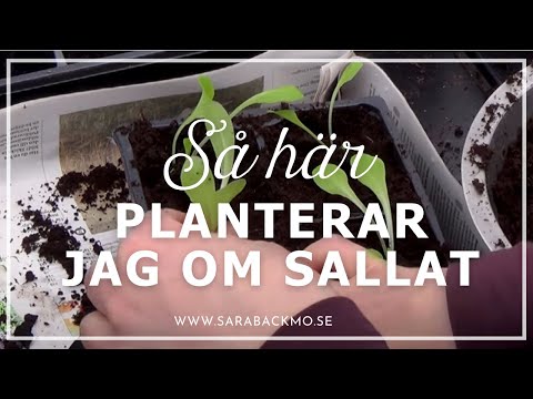 Så här planterar jag om sallat