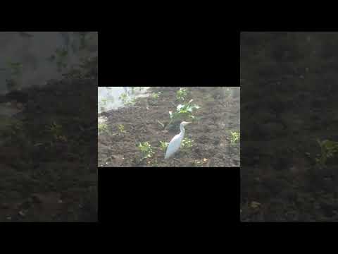 Yeh Zindagi Gale Laga Le #song #music #bollywood #love #nature