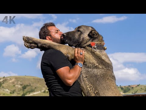 , title : 'Köpeklere Adanan Bir Ömür-Kangal Krallığı | Belgesel 4K'