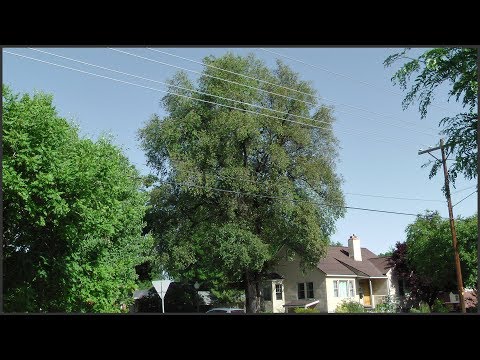 download lagu mp3 mp4 Chinese Elm Vs American Elm, download lagu Chinese Elm Vs American Elm gratis, unduh video klip Chinese Elm Vs American Elm