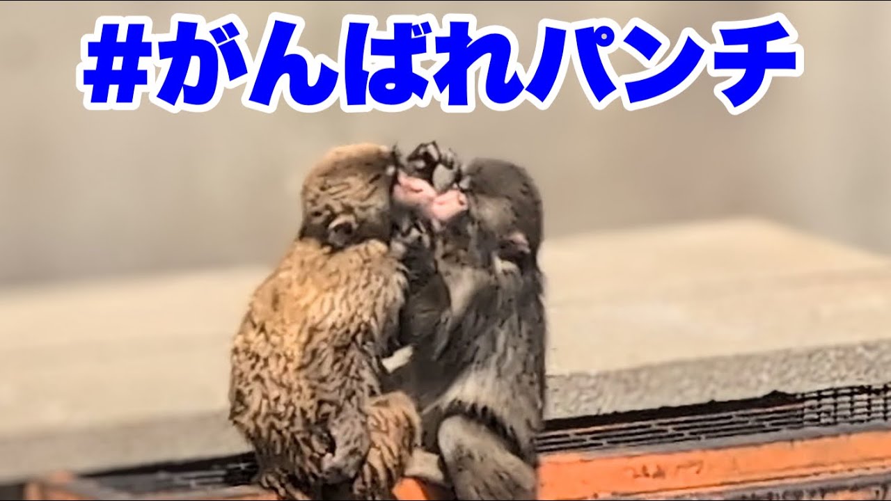 パンチくん、お友達と絆を深める（Punch-kun deepens his bond with his friend.）2026.04.03&04