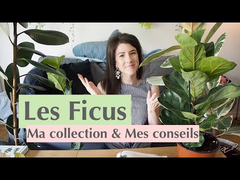 , title : 'Le ficus : Entretien & Collection personnelle'