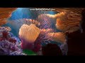 Opening To Finding Nemo 2003 DVD WideScreen Columbia Version