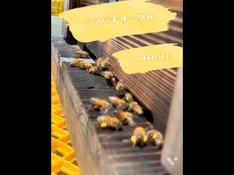 帯広畜産大学 ミツバチサークル 活動紹介（2022）