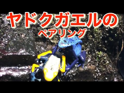 ヤドクガエルについて詳しく解説