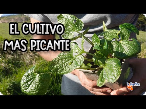 Wasabi Growing Guide - Care and Requirements for Planting at Home || Toni's Garden