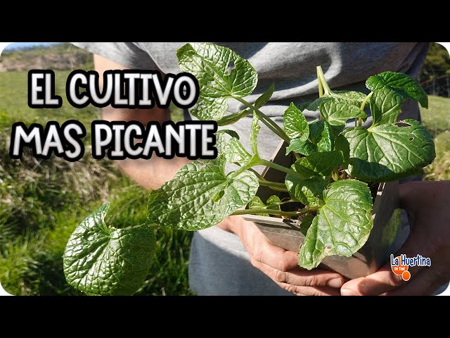 Vídeo relacionado con PLANETA HUERTO | Cacahuetes con wasabi 250 g - Cacahuete crujiente y picante, mezcla de frutos secos y especias orientales, ideal como aperitivo gourmet