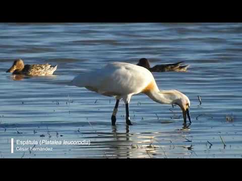 Vídeo de Platalea leucorodia. <em>© César Fernández González