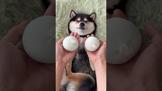ASMR | Manyu’s Immersive SPA | A Gentle Daily Puppy Care Session