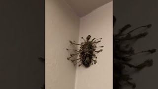 i found this bug in my bathroom..