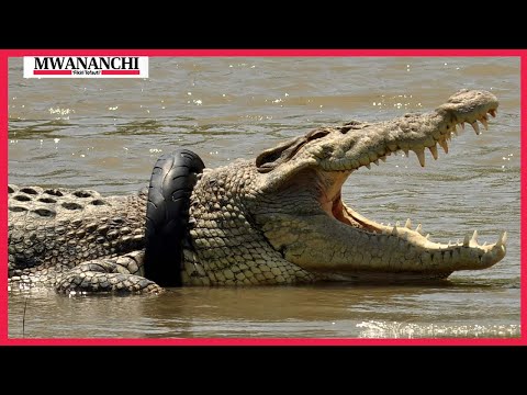 Simulizi za madhila wanayopitia wananchi Sengerema kuliwa na mamba