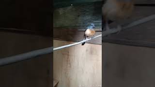 Download lagu Murai batu betina merayu jantan minta kawin mp3