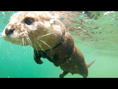 Amazing! Did you know that otters can talk underwater? [Otter life Day 517]