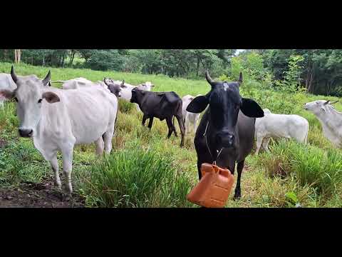 PREÇO DO  ALUGUEL DE PASTO EM ICARAÍ DE MINAS GERAIS 