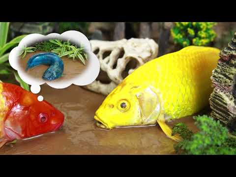 Golden carp and rainbow koi hunt for eel and catfish get revenge | Stop Motion ASMR