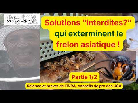 Deux solutions redoutables pour exterminer le frelon asiatique sur plus d'un km autour de chez vous