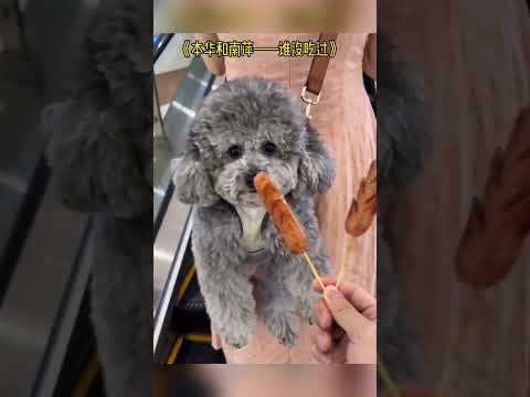 Dog Reaction #shortsvideo #animals #usa