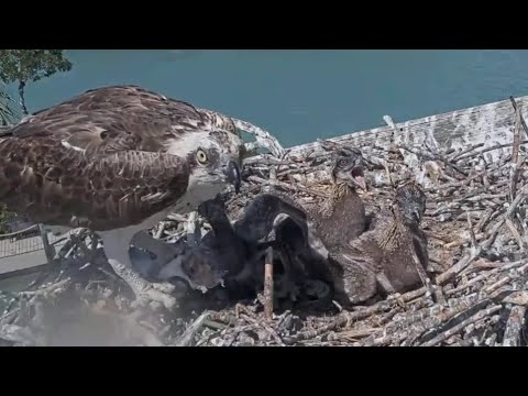 Captiva Osprey Cam | Sibling Rivalry | BigBob aggressive on both sibling during lunch | Mar 06, 22