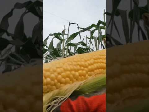 Watch on YouTube