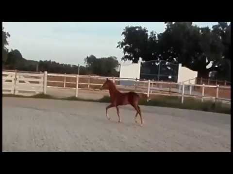 Lira Equigenne (Chacoon Blue x Qredo de Paulstra) 2016