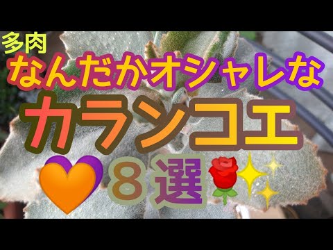 猫耳カランコエ 植物