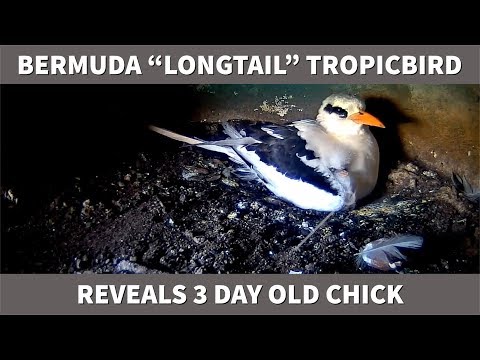 Bermuda Longtail Tropicbird reveals chick