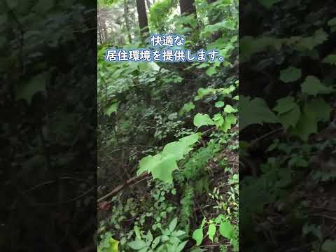 白い屋外カーテン吊り下げロッドテラス隣接する庭の家具