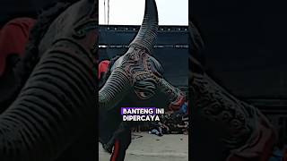 Download lagu The Legend of the Greatest Suro Bull‼️#bull #jaranan #barongan mp3