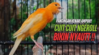 Download lagu SUARA Kenari GACOR PANJANG Pancingan & masteran Kenari Paud AGAR gacor AMPUH Kenari MACET bunyii mp3 Download lagu SUARA Kenari GACOR PANJANG Pancingan & masteran Kenari Paud AGAR gacor AMPUH Kenari MACET bunyii mp3