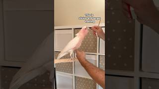 Pink Cockatoo Learned to Step Up for Me!