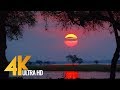 4K Wild Animals Africa Mana Pools National Park With Nature Sounds 4 HRS
