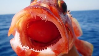 Ловля морского окуня в баренцевом море