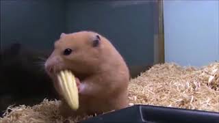 【厳選】個人的に素で笑ってしまった動画