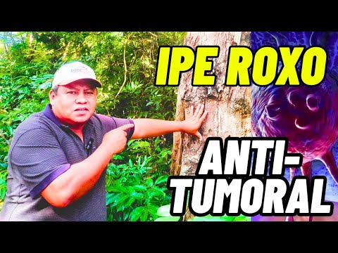 IPÊ ROXO AUXILIA NO TRATAMENTO DO CÂNCER,GASTRITE E HIV