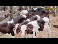 Bezerro Berrando E Mugindo Chamando A Mãe