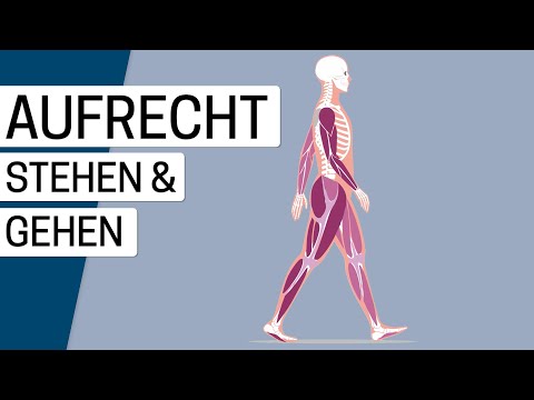 Knochen, Muskeln, Gelenke – so funktioniert der Stütz- und Bewegungsapparat