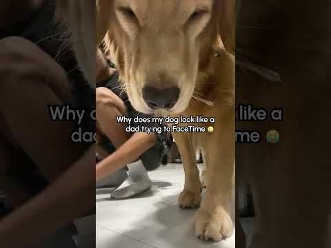 Le Golden retriever ruine la vidéo de danse 🤣