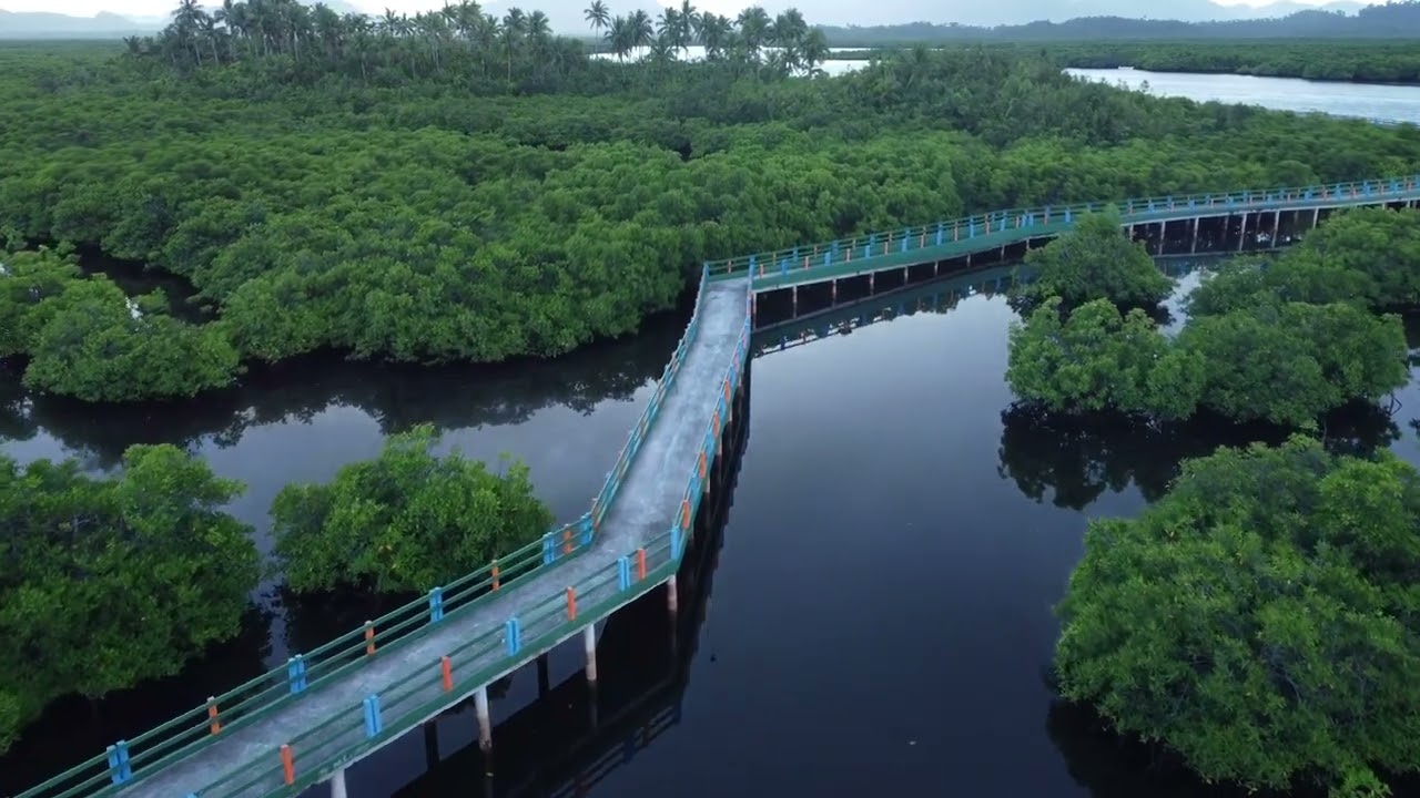 Experience the aerial vistas of Del Carmen Mangrove boardwalk.