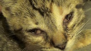 Kitten Conjunctivitis & How To Treat It ~ Care Info In Comments ~ Eye Infections This Bad Need A Vet