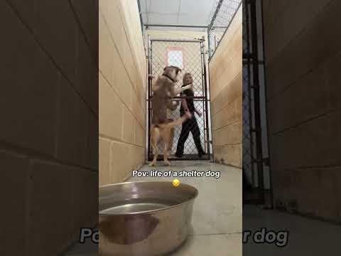 It's heartbreaking to see them like this Let's spread awareness and help them findloving families