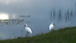 Talking shit to nature with das but- EP1 shit eating shitbirds of Orlando