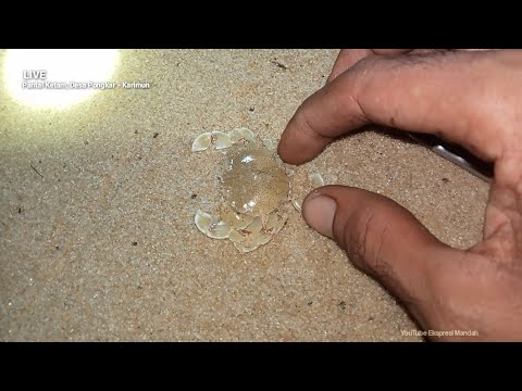 Melihat Pantai Ketam Di Malam Hari + Melihat Masyarakat Menjala/Menangkap Ikan