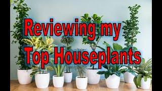 Reviewing my Top 16 Houseplants