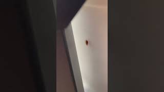 What Does￼ a Bed Bug Look Like in Real Life? #bedbuginfestation #bedbugs #bedbuginspection