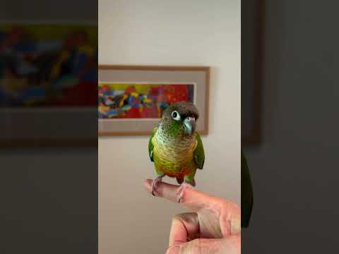 2025 June “Dexter stare down“