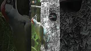 Download lagu Suara Burung Pelatuk ❤️ mp3