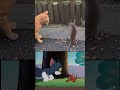 Tom And Jerry Cat And Mouse Fight Funny Tomandjerry Cat Mouse Rat Fight Lol Viral