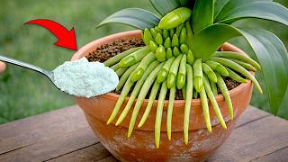 Sprinkle this on them! Non-blooming orchids suddenly bloom.